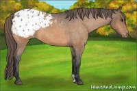 Horse Color:Buckskin Appaloosa
