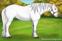 Horse Color:Palomino Blanket 