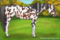 Horse Color:Bay Appaloosa