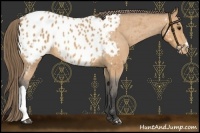 Horse Color:Buckskin Near Leopard 