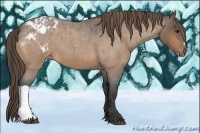 Horse Color:Buckskin Roan Appaloosa 