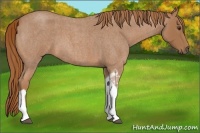 Horse Color:Red Roan Tobiano 