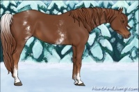 Horse Color:White Spotted Chestnut Sabino 