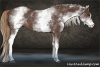 Horse Color:White Spotted Liver Chestnut Sabino