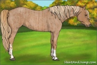 Horse Color:Red Roan  and Red Roan 