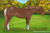 Horse Color:White Spotted Chestnut Sabino 