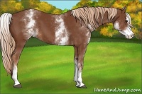 Horse Color:White Spotted Chestnut Sabino 