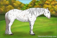 Horse Color:Bay Appaloosa