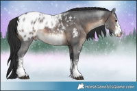 Horse Color:White Spotted Brown Appaloosa 