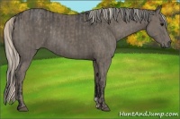 Horse Color:Black and Silver Black