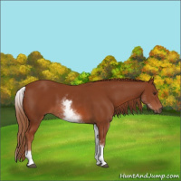 Horse Color:White Spotted Chestnut Sabino 