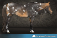 Horse Color:White Spotted Buckskin 