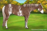 Horse Color:White Spotted Chestnut Sabino