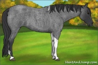 Horse Color:Blue Roan Tobiano