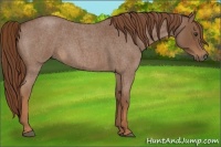 Horse Color:Red Roan 