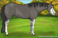 Horse Color:Grullo Sabino Splash  and Grullo Sabino Splash 