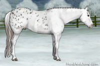 Horse Color:Grullo Sabino Splash Appaloosa  and Gray Grullo Sabino Splash Appaloosa 