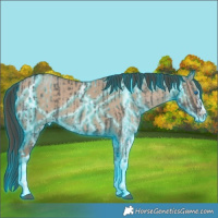 Horse Color:Thunderstruck Grullo Sabino Splash  and Thunderstruck Classic Champagne Dun Sabino Splash 