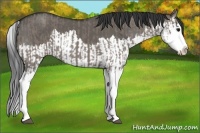 Horse Color:Grullo Sabino Splash  and Grullo Sabino Splash 