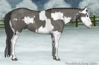 Horse Color:Grullo Sabino Splash  and Grullo Sabino Splash Rabicano 