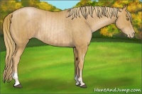 Horse Color:Chestnut Pearl  and Chestnut Pearl Rabicano 