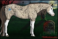 Horse Color:Grullo Sabino Splash and Classic Champagne Dun Sabino Splash
