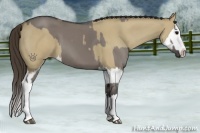 Horse Color:Grullo Sabino Splash and Classic Champagne Dun Sabino Splash