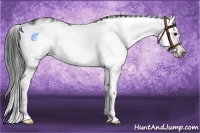 Horse Color:Grullo Sabino Splash  and Grullo Sabino Splash Frame 