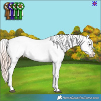 Horse Color:Liver Chestnut Mushroom Sabino Splash Appaloosa 