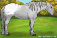 Horse Color:Black Appaloosa 