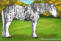 Horse Color:Grullo Ice Sabino Splash  and Silver Grullo Ice Sabino Splash 