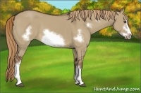 Horse Color:Liver Red Dun Frame 