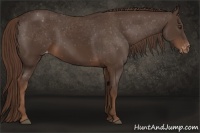 Horse Color:Liver Chestnut Appaloosa 