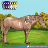 Horse Color:White Spotted Liver Chestnut Pearl 