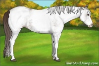 Horse Color:White Spotted Liver Chestnut 