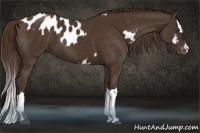 Horse Color:Liver Chestnut Near Leopard  and Liver Chestnut Splash 