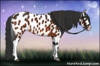 Horse Color:Bay Leopard 