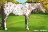 Horse Color:Amber Champagne Appaloosa and Amber Champagne Appaloosa
