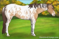 Horse Color:Sable Champagne Sabino Tobiano Appaloosa and Sable Champagne Sabino Tobiano Appaloosa Rabicano