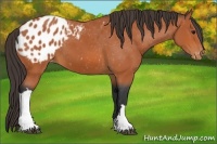 Horse Color:Bay Appaloosa