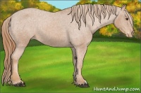 Horse Color:Chestnut Appaloosa 
