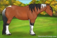 Horse Color:Bay Tobiano