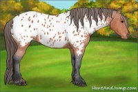 Horse Color:Bay Appaloosa 