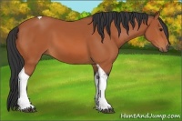 Horse Color:Bay Tobiano 