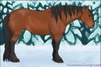 Horse Color:Bay Rabicano 