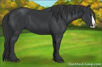 Horse Color:Black Splash