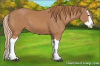 Horse Color:Chestnut Splash