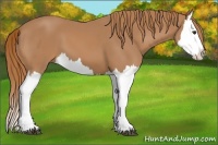 Horse Color:Chestnut Splash 