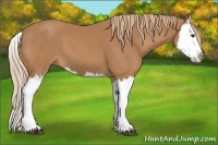 Horse Color:Chestnut Splash 