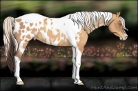 Horse Color:Sable Champagne Sabino Tobiano Appaloosa and Silver Sable Champagne Sabino Tobiano Appaloosa